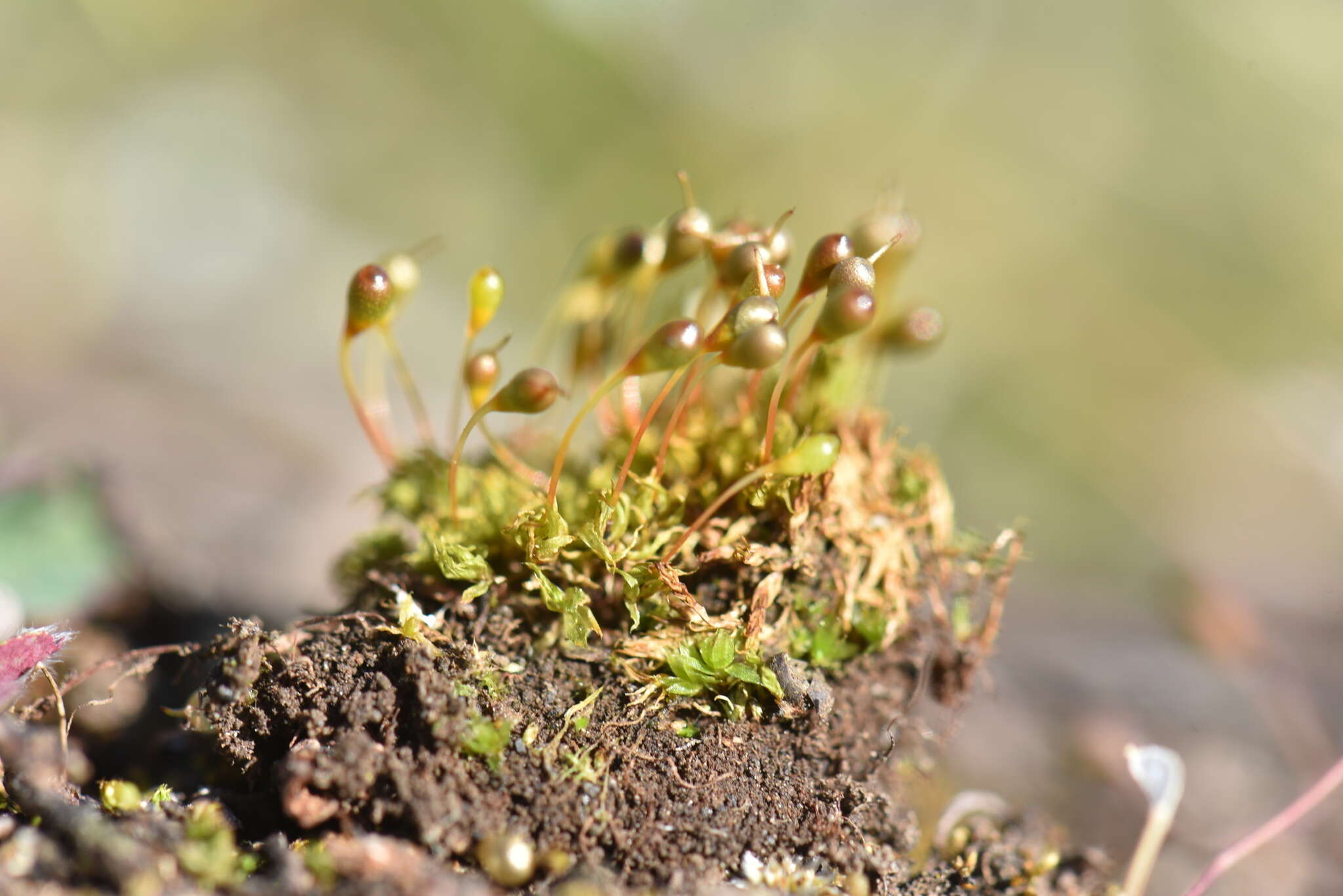 Image of entosthodon moss