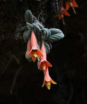 Image of Fuchsia apetala Ruiz & Pav.