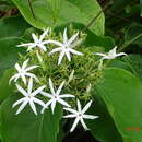 Jasminum malabaricum Wight的圖片