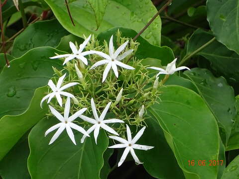 Imagem de Jasminum malabaricum Wight