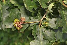 Image of Knopper gall wasp