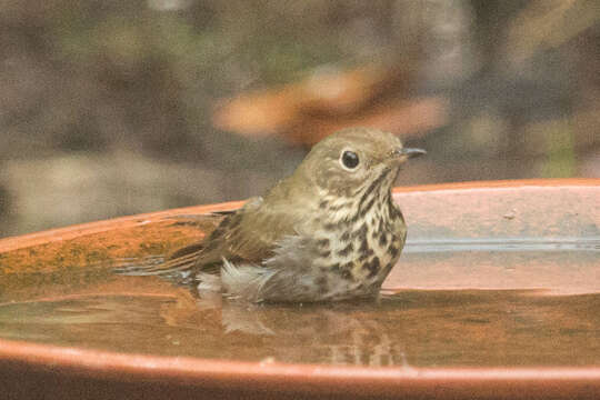 Image of Hermit Thrush