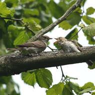 Image of Spotted Flycatcher