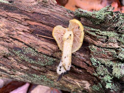 Image of Lemon-yellow Pholiota