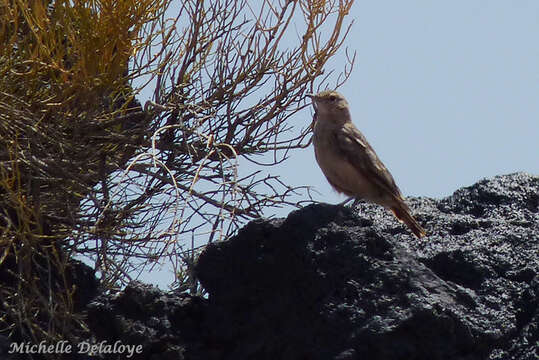 صورة Geositta cunicularia (Vieillot 1816)