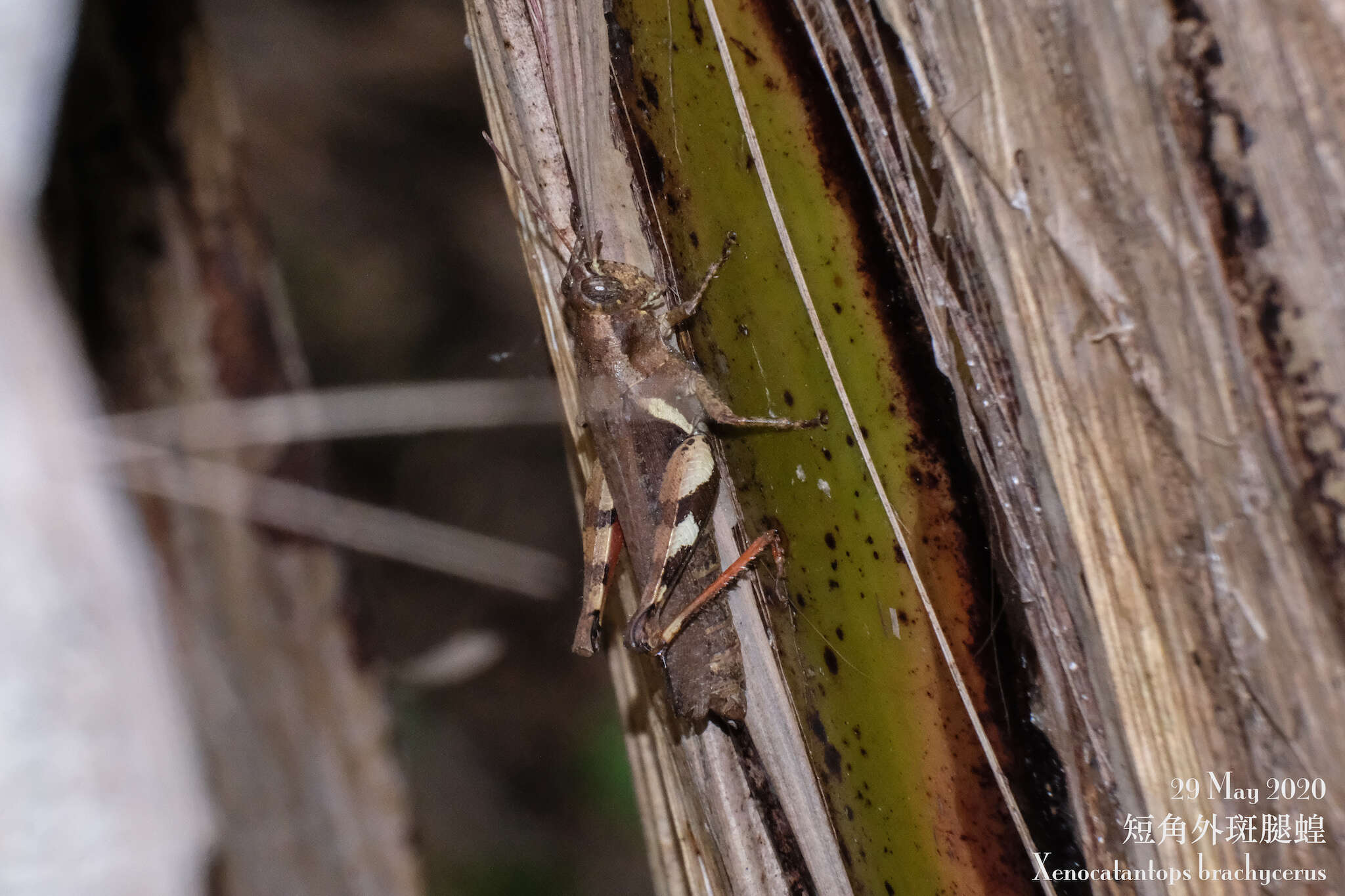 Image of Xenocatantops brachycerus (Willemse & C. 1932)