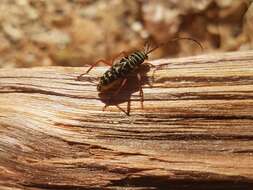 Image of Hickory Borer