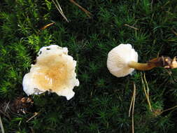 Image of Hygrophoropsis aurantiaca (Wulfen) Maire 1921