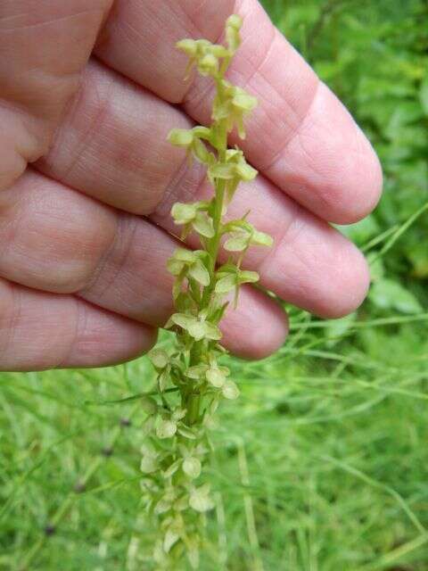 Imagem de Platanthera stricta Lindl.