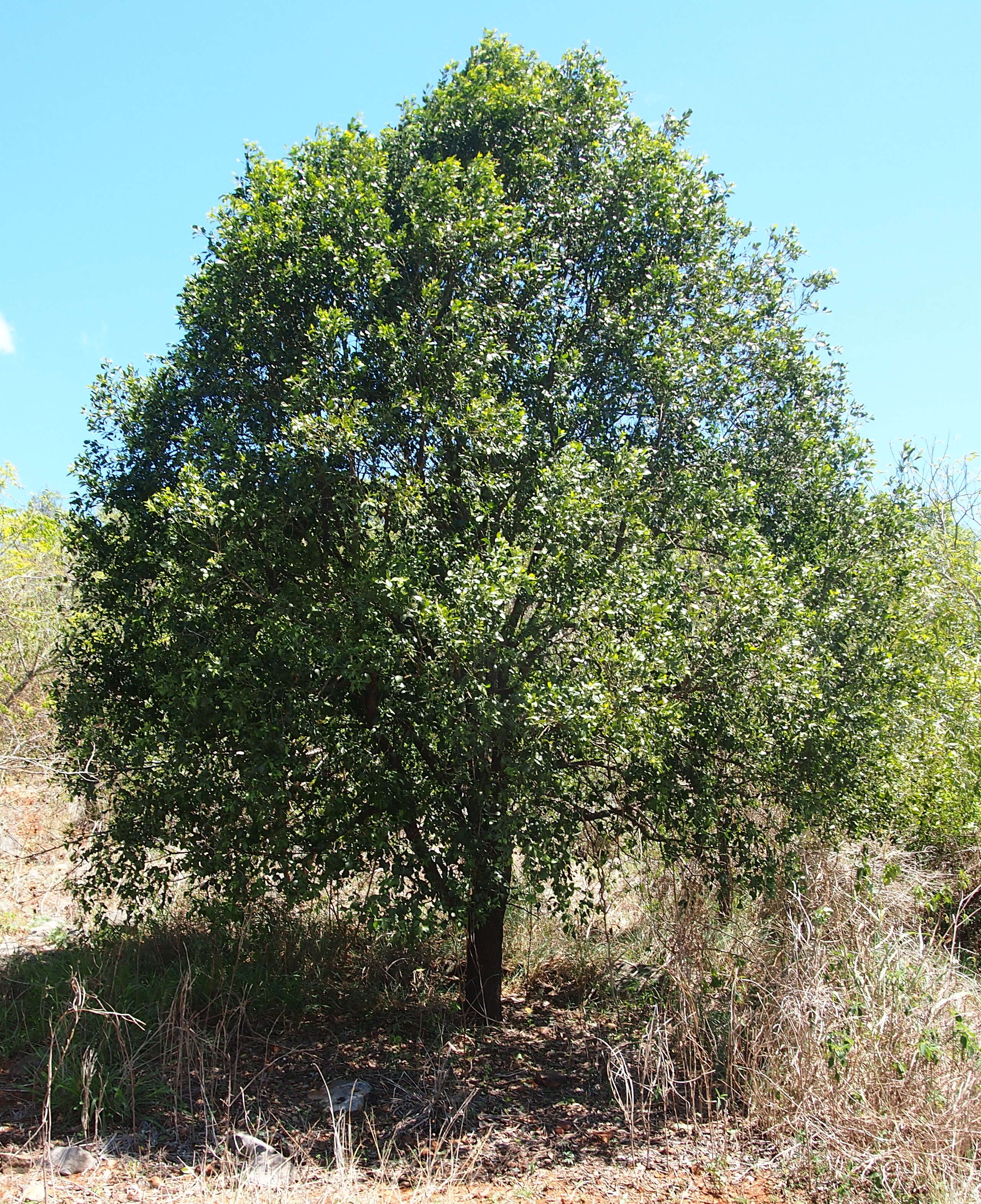 Image of Exocarpos latifolius R. Br.