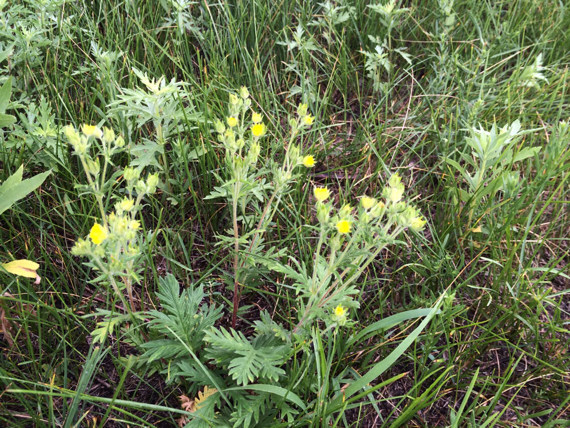 Image de Potentilla pensylvanica L.