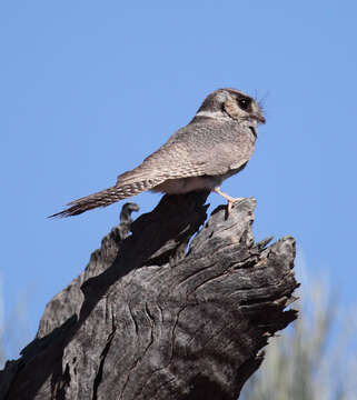 Image of Australian Owlet-Nightjar