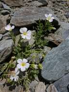 Imagem de Cerastium lithospermifolium Fisch.