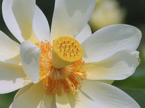 Image of American lotus