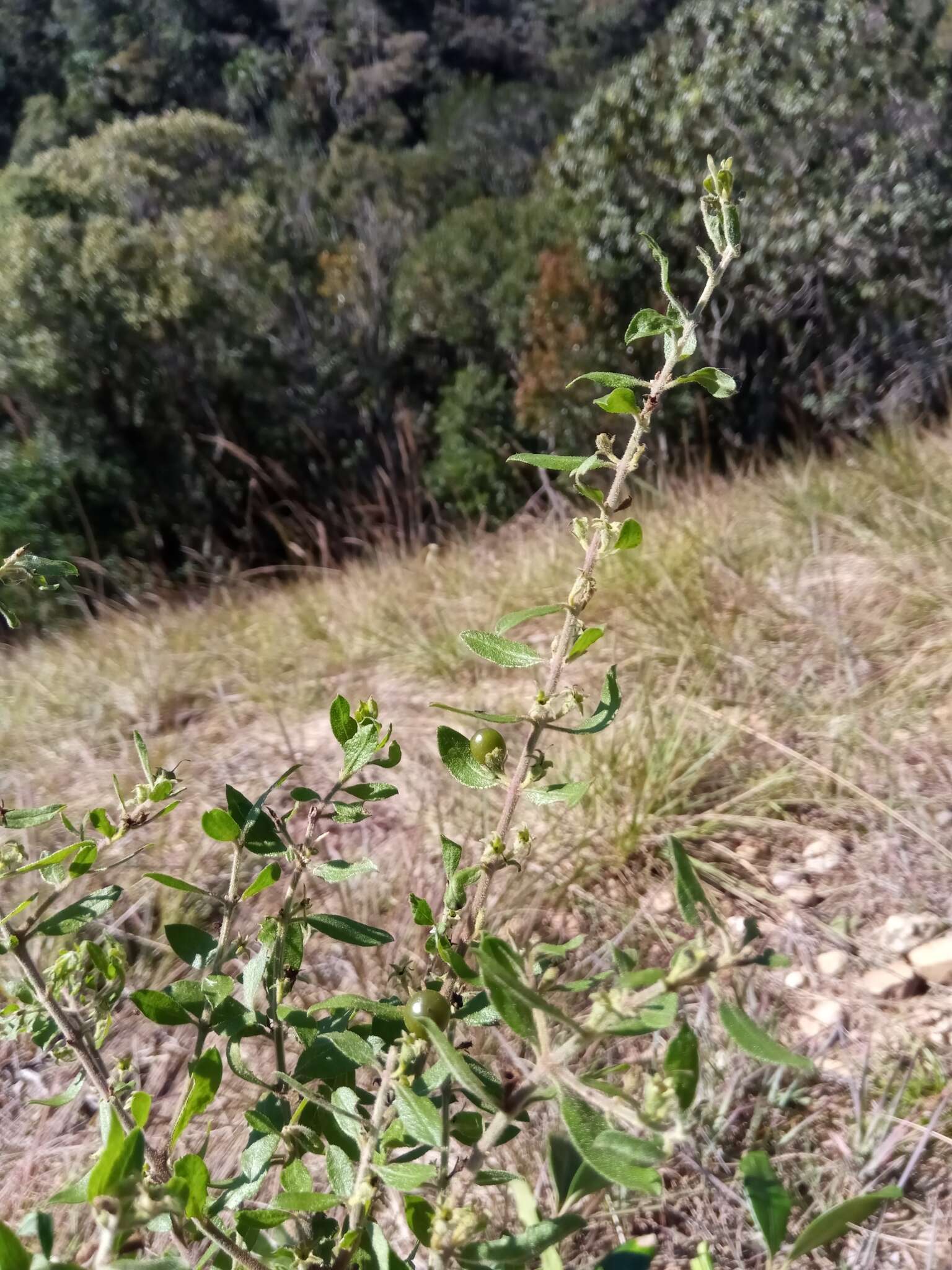 Image of Radamaea montana Benth.