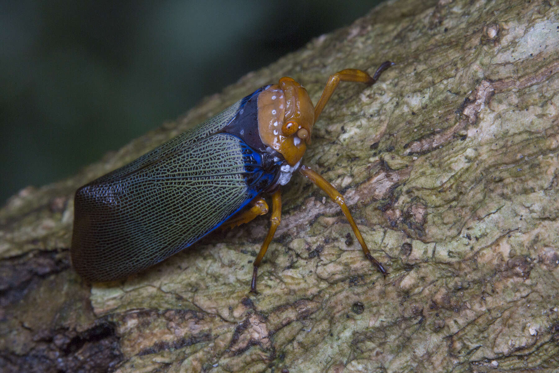 Image of Polydictya basalis (Hope 1843)