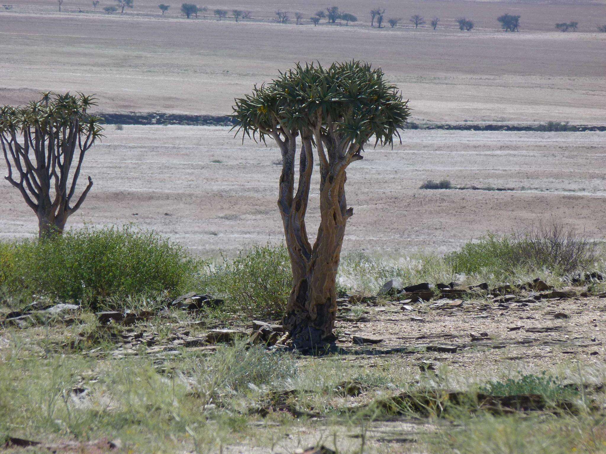 Image of Quiver tree