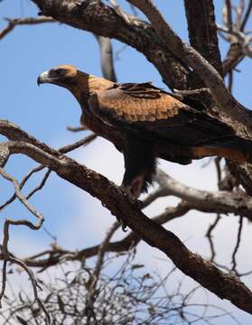 Image of Wedge-tailed Eagle