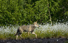 Image of Eurasian Wolf