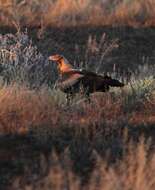 Image of Wedge-tailed Eagle