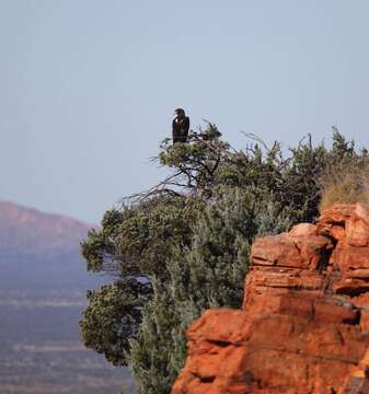 Image of Wedge-tailed Eagle