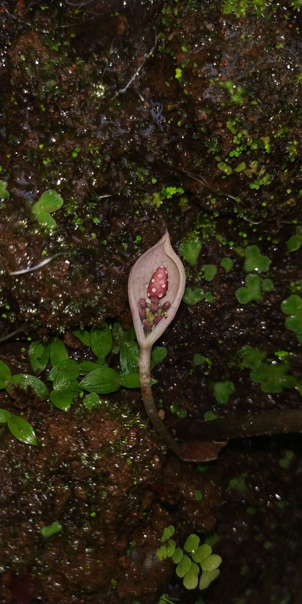 Image of Ariopsis peltata Nimmo