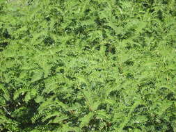 Image of wand riverhemp