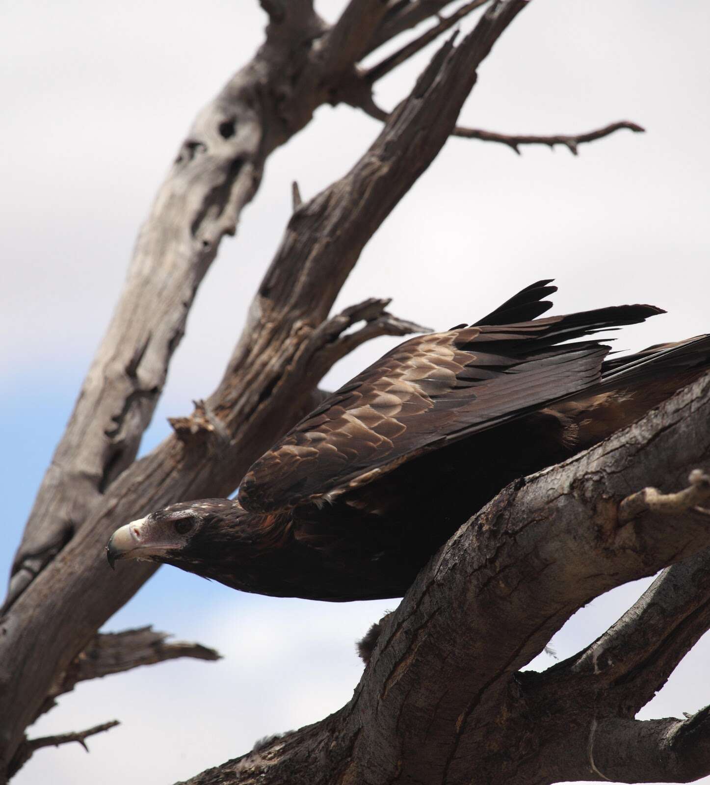 Image of Wedge-tailed Eagle