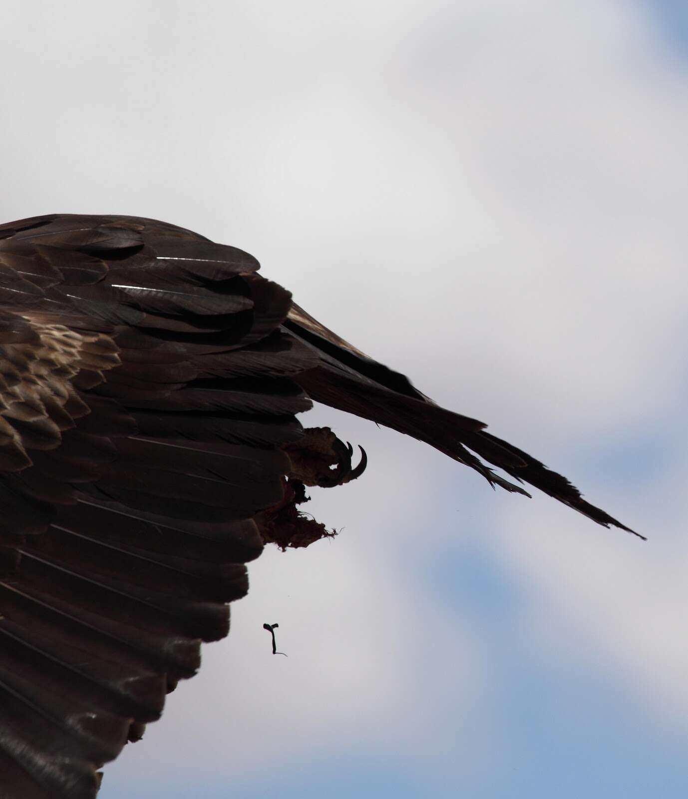 Image of Wedge-tailed Eagle