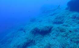 Image of Yellow Barracuda