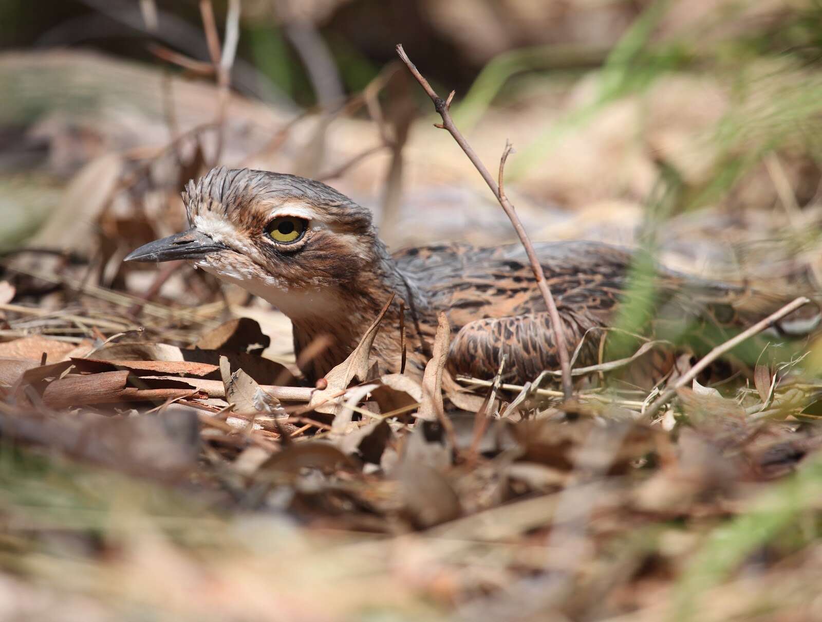 Image of Bush Stone-curlew