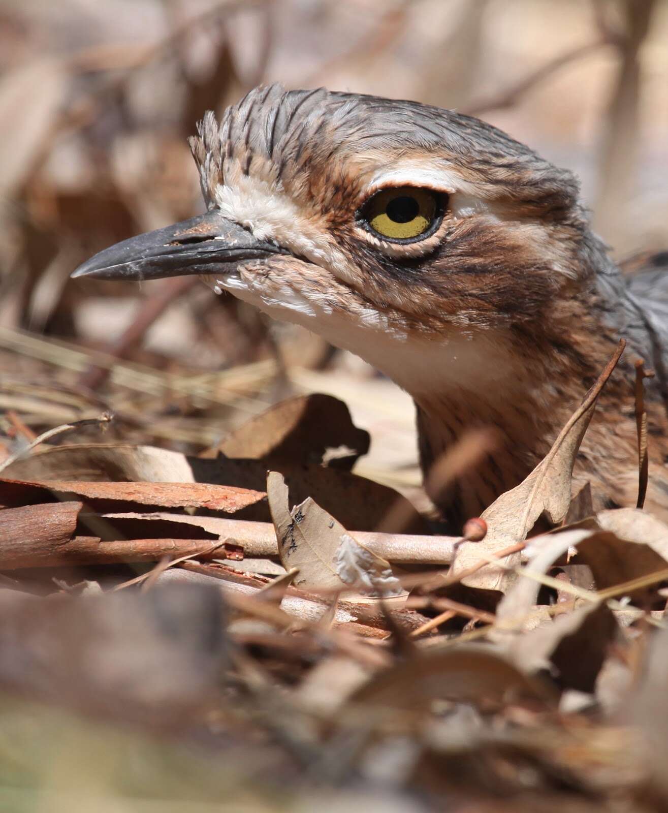 Image of Bush Stone-curlew