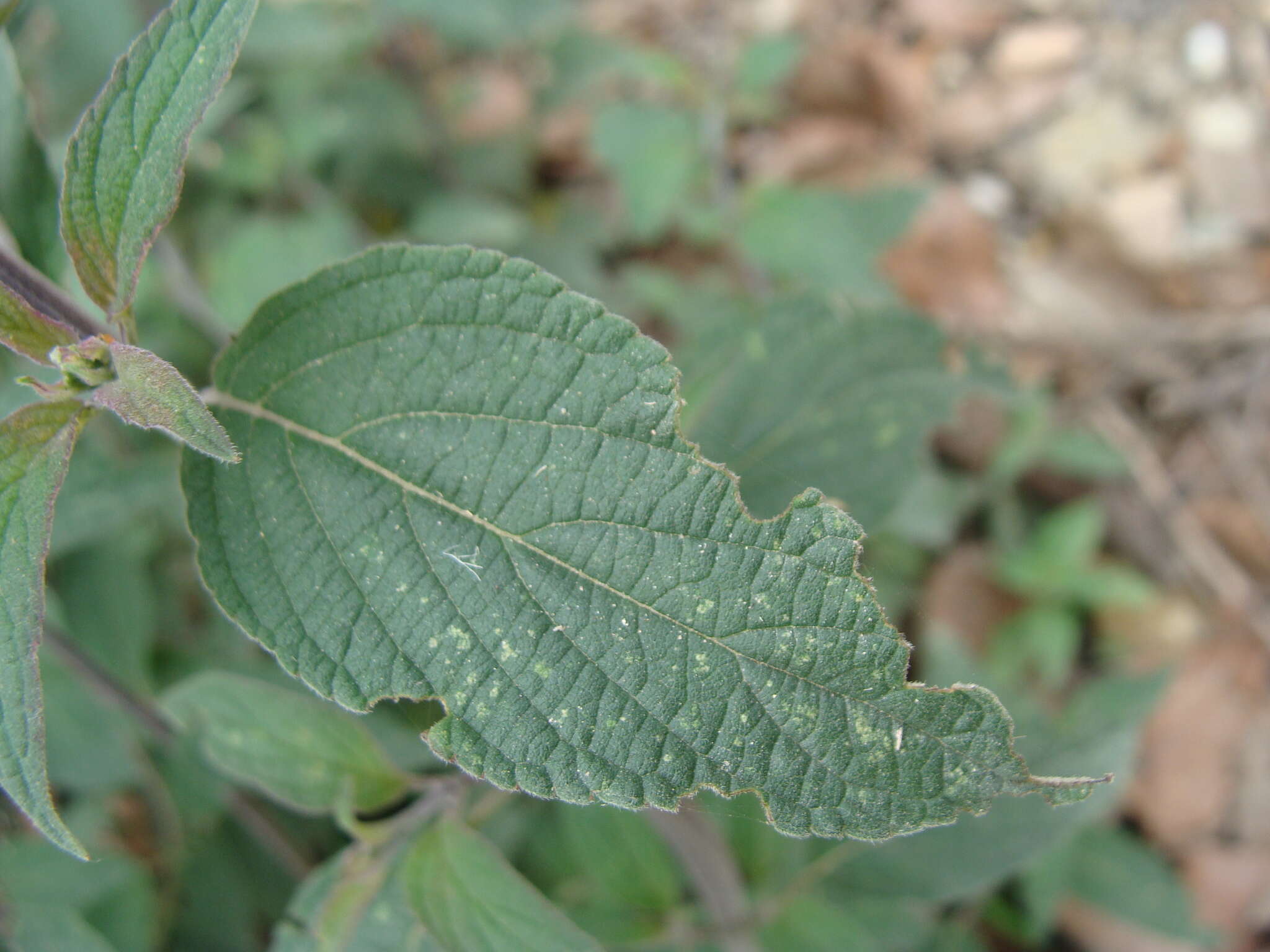 Salvia curviflora Benth. resmi