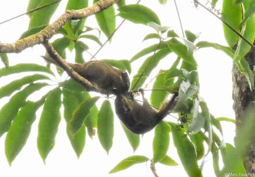 Image of Himalayan Striped Squirrel