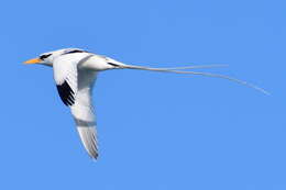 Image of longtail