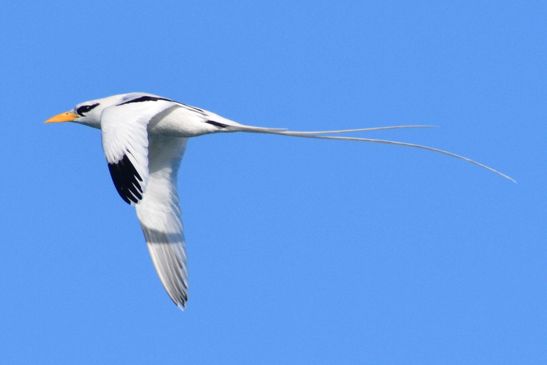 Image of longtail