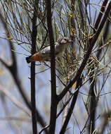 Image of Mistletoebird