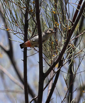 Image of Mistletoebird