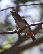 Image of Mistletoebird