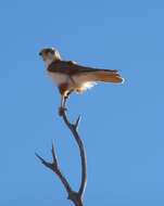 Image of Brown Falcon