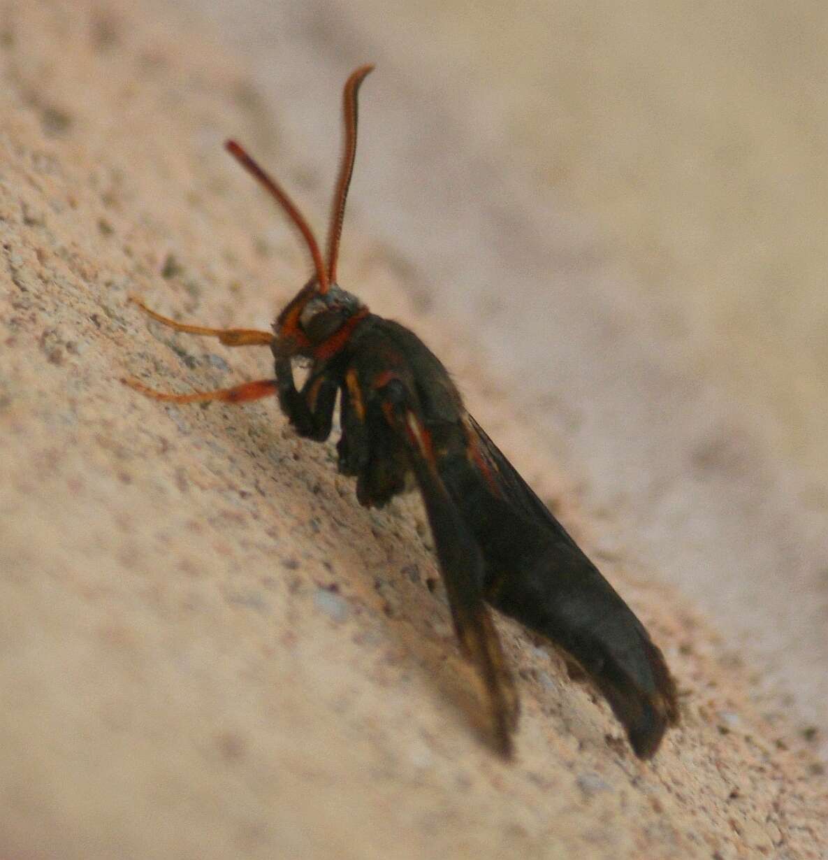 Image of Ash/Lilac Borers