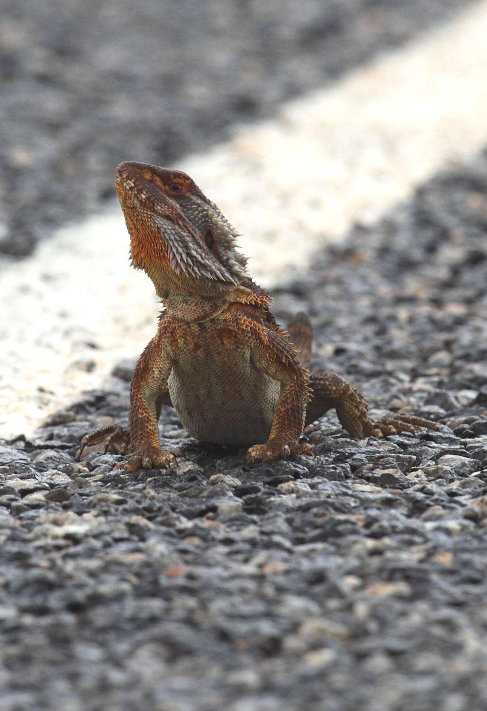 Image of Central bearded dragon