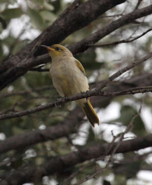 Image of Brown Honeyeater