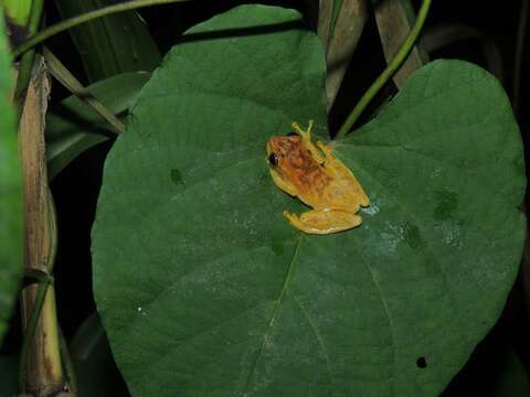 Image of Small-headed Treefrog