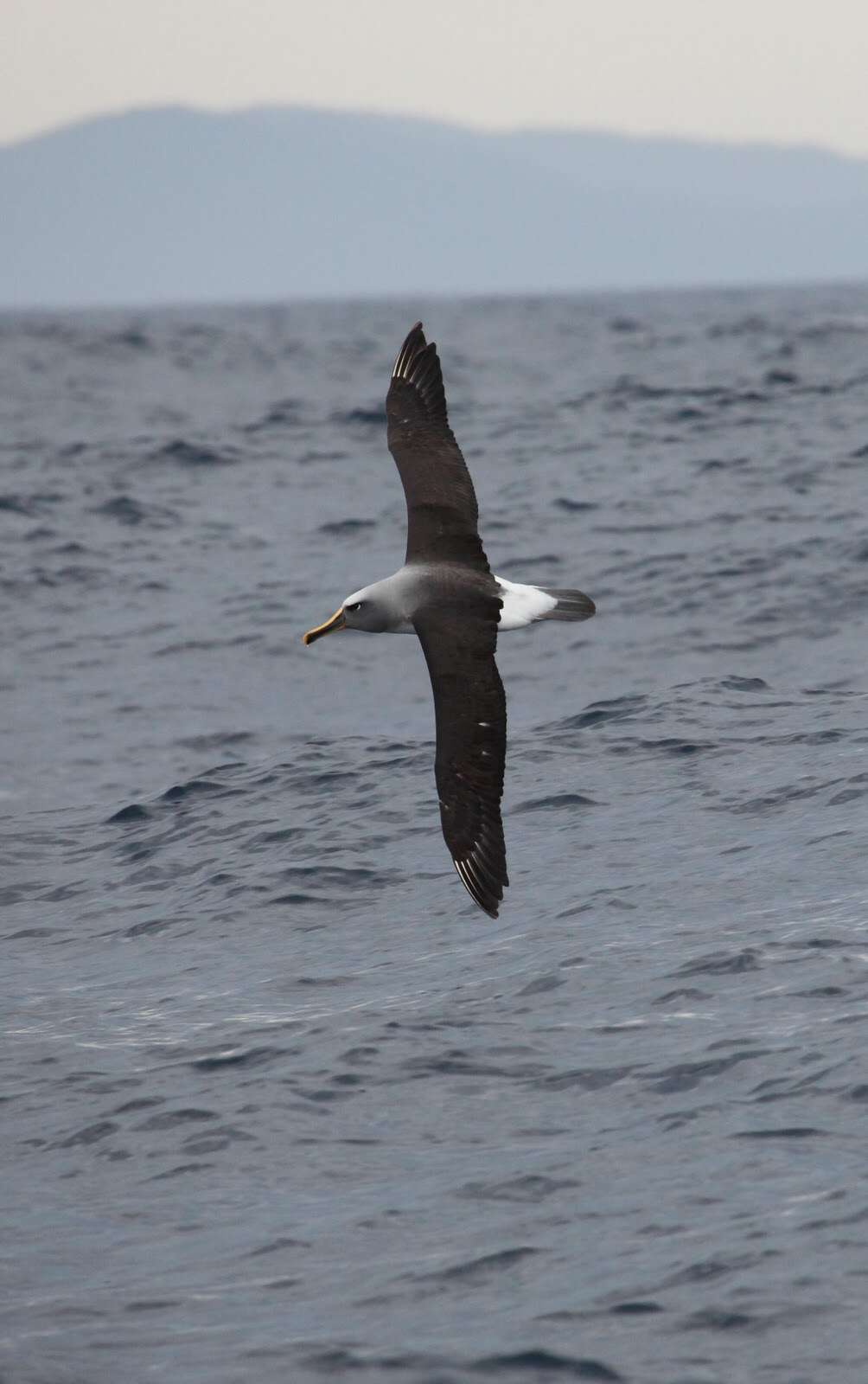 Image of Buller's Albatross