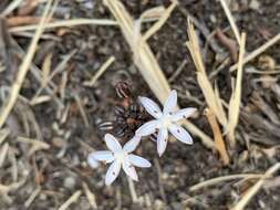 Image of Fusifilum depressum (Baker) U. Müll.-Doblies, J. S. Tang & D. Müll.-Doblies