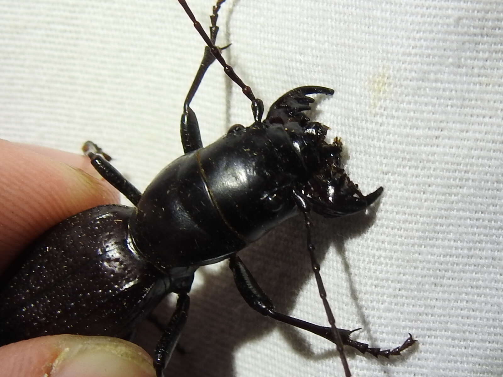 Image of Great Plains Giant Tiger Beetle