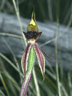 Imagem de Caladenia actensis D. L. Jones & M. A. Clem.