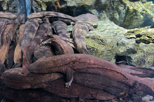 Image of Japanese Giant Salamander