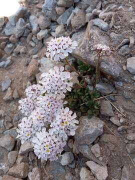 Image of Pruit's candytuft